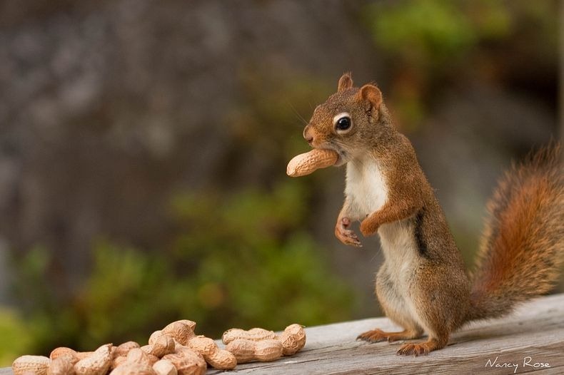 nancy-rose-squirrels-14