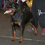 Hodowla Rottweilerów Toro Negro Rottweiler-008.JPG