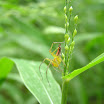 Lynx spider ?.jpg