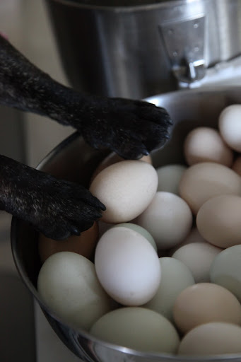 To start, I must break and separate several eggs.  The whites need to be beaten stiffly for the meringue.  Good thing we have such farm fresh eggs to use.
