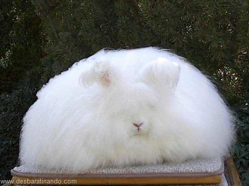 coelho angora peludo desbaratinando (27) coelho angora peludo desbaratinando (27)