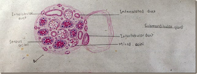 submandibular gland high resolution histology diagram