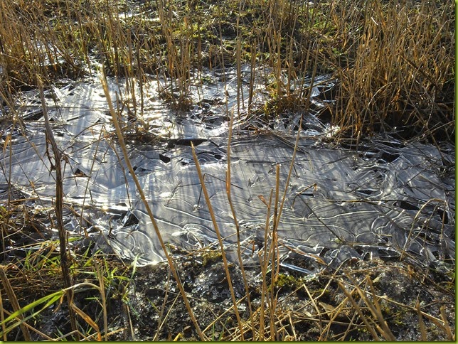 winter ice and frost Norfolk