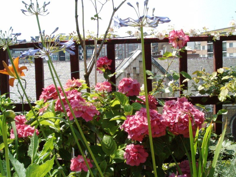 [flores%2520029%255B3%255D.jpg]