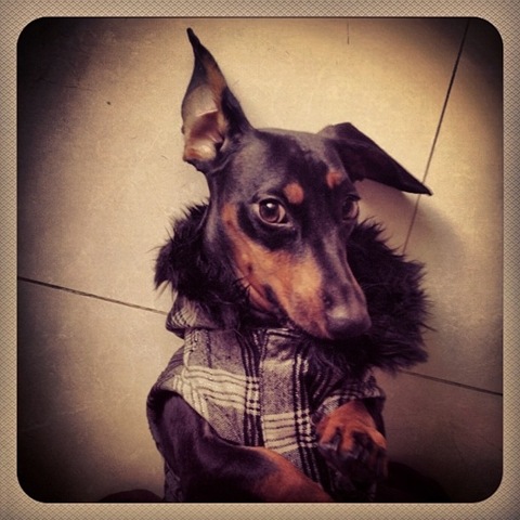 [hurricane-sandy-dogs-35%255B2%255D.jpg]