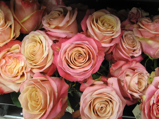 The middle flower in this photograph is practically flawless. That type of rose is called 