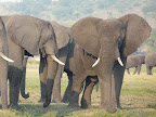Chobe Nationalpark