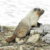 Hoary.marmot.dscn4879