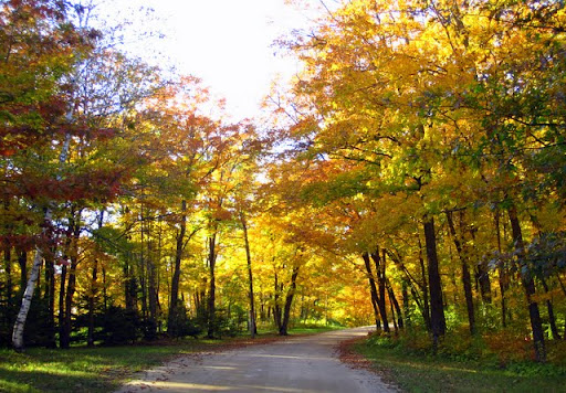 Maplelag driveway