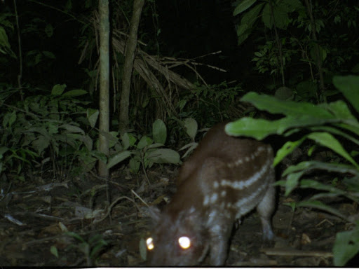 Agoutipaca