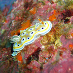 Nudibranch