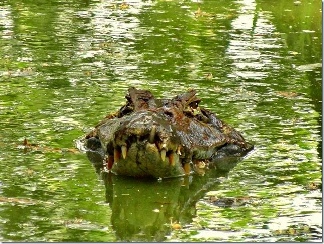 Guyana_Zoo_DSC07001