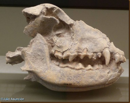 Perro de los Cascajos - Los Arcos Perro de los Cascajos - Los Arcos