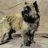 Giorsal Lord Brummel 1989 (CH Hjohoo's Hjolly Good Gracious X CH Tjeps Gaia Rhea Silvia) Giorsal Lord Brummel 1989 (CH Hjohoo's Hjolly Good Gracious X CH Tjeps Gaia Rhea Silvia)