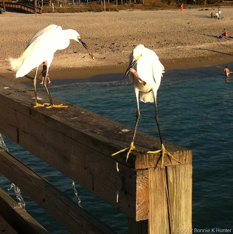 [venicefl2012%2520110%255B7%255D.jpg]