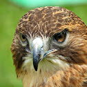 Red-tailed Hawk