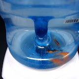 Goldfish Prank
