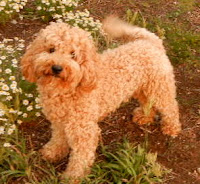 GorgeousDoodles Tinley