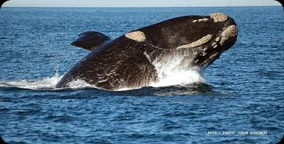 whales in patagonia1