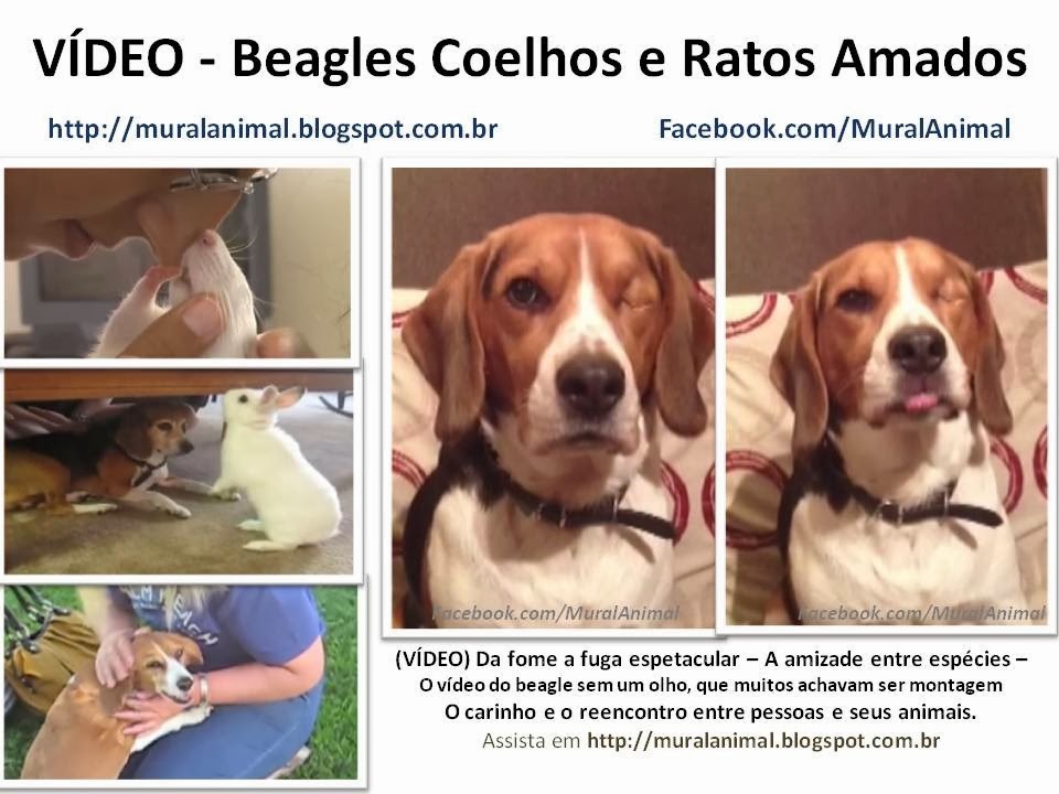 [video-beagles%255B3%255D.jpg]