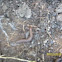 slug