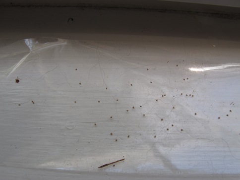 seed ticks on packing tape