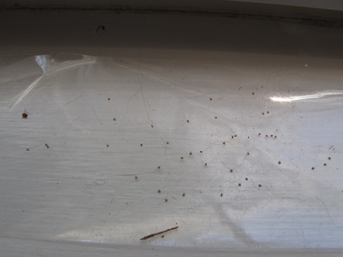 seed ticks on packing tape seed ticks on packing tape