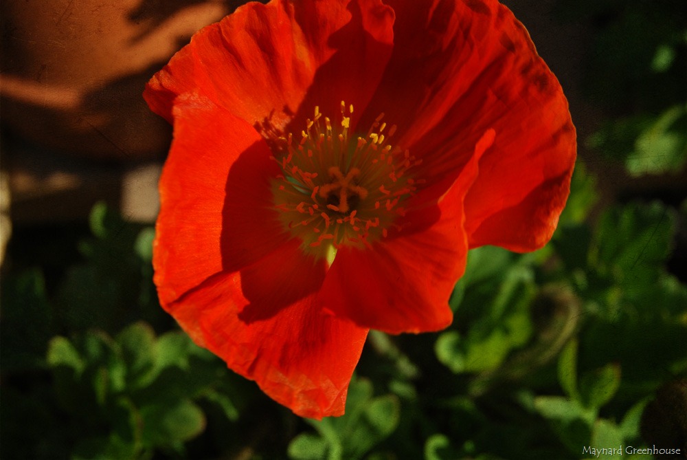 [Greenhouse_46mid%2520april%25202010poppy%255B10%255D.jpg]