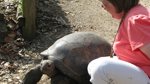 The Zoo's Marketing Director Melinda Arnold coaxes tortoise Christine into her yard
photo credit:  Michele Skalicky