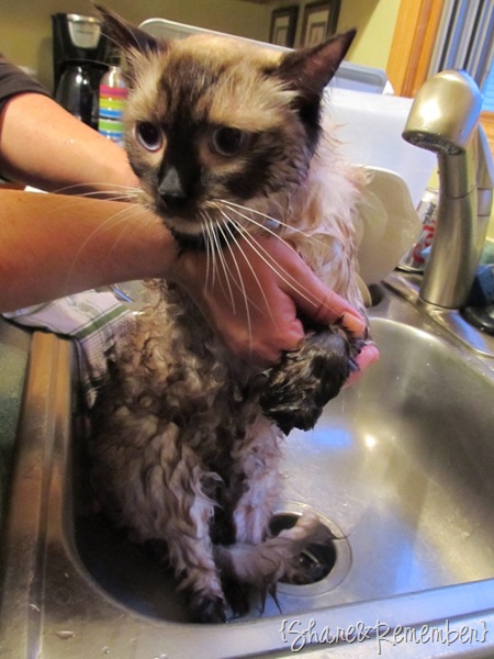 [wetcatsm%255B4%255D.jpg]