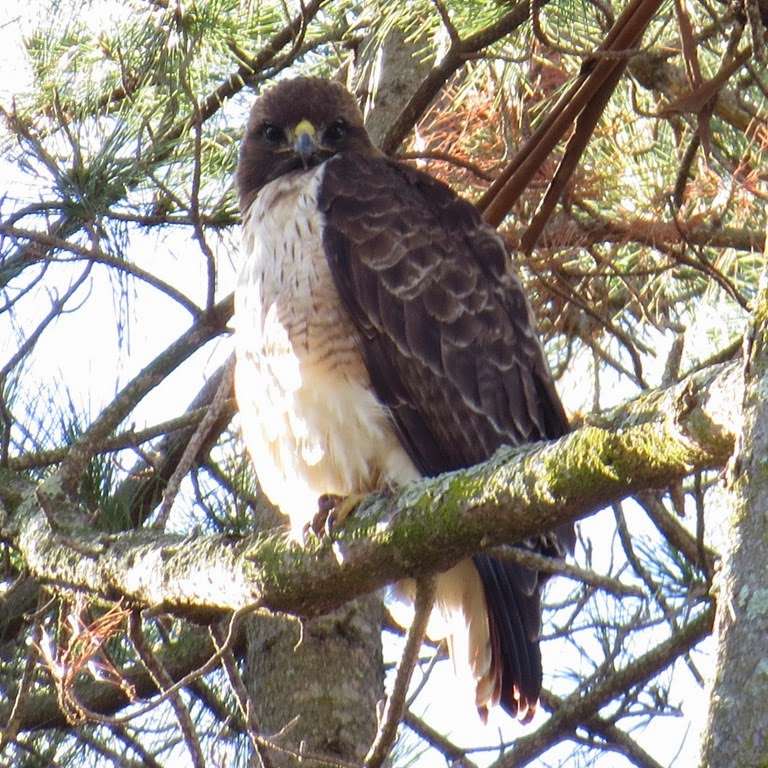 [Redtailed-Hawk-and-sun-12x12crystalh%255B2%255D.jpg]
