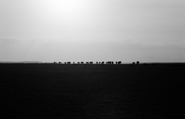 The world's largest land animal looms small in the distance. Africa's elephant poaching crisis doesn't just threaten a species, but imperils one of humanity's most important links to the natural world and even our collective sanity, according to acclaimed photographers and film-makers, Cyril Christo and Marie Wilkinson. Photo by: Cyril Christo and Marie Wilkinson