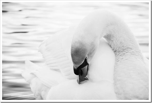 MUTE SWAN 2 BW