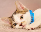 Billy Bob is from the Houston Humane Society. To learn more about Billy Bob, click on the link to the shelter below.
