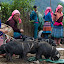 LaoCaianimalmarket