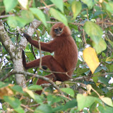 Early morning sighting of a red-haired monkey