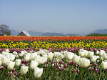 2004 - Seattle MVP - Tulip Festival