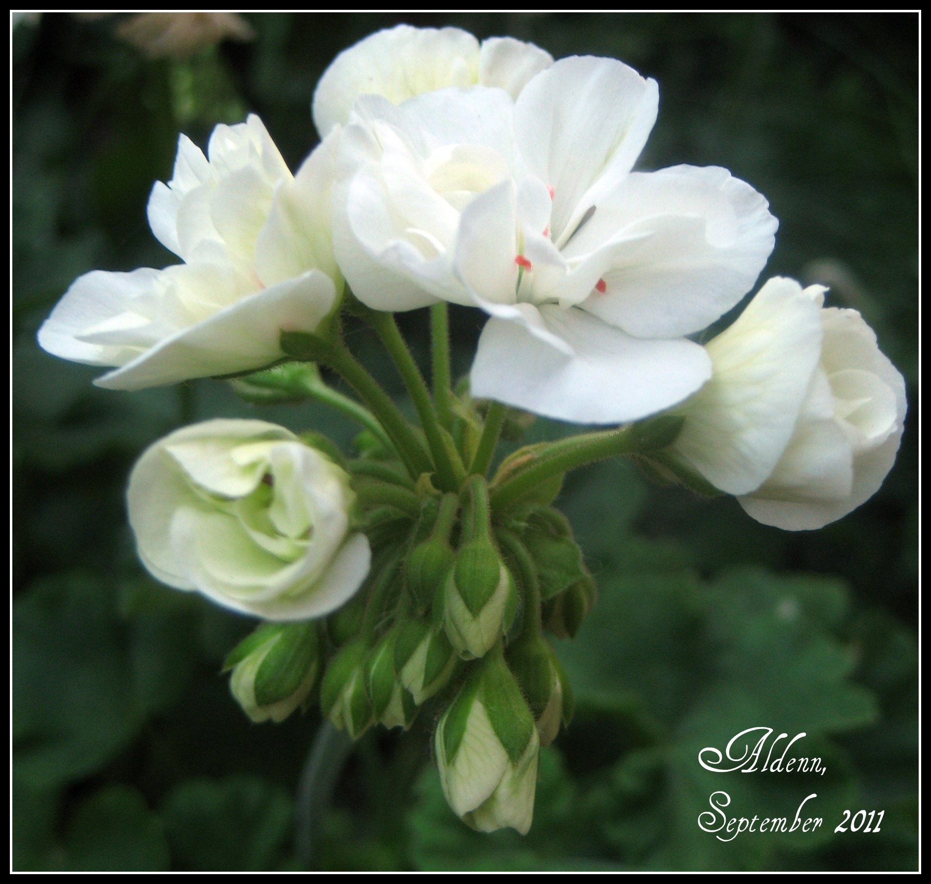 White Flowers Names List White Flowers Names 2528mushcate
