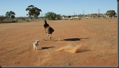 pup pup nd emus 052