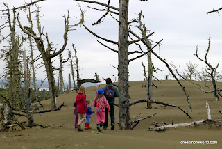 Spooky dead forest at the dunes