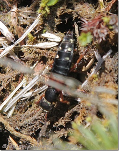 28-rove-beetle staphylinus-erythropterus