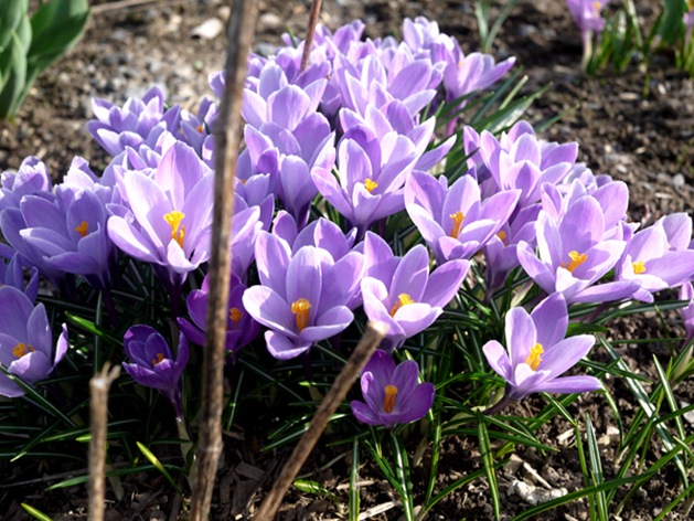 spring_1