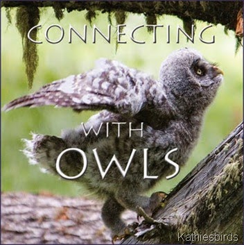 4 Connecting-with-Owls-DVD-Pic