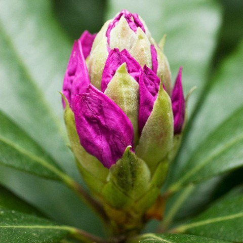 Rhododendron-4
