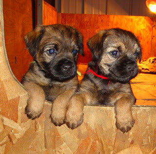 Miss Yellow and Mr. Red
Pups from the Mardi - Stevie litter
Cute and innocent.