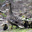 Mama Duck And Her Nine Chicks - Wellington, New Zealand