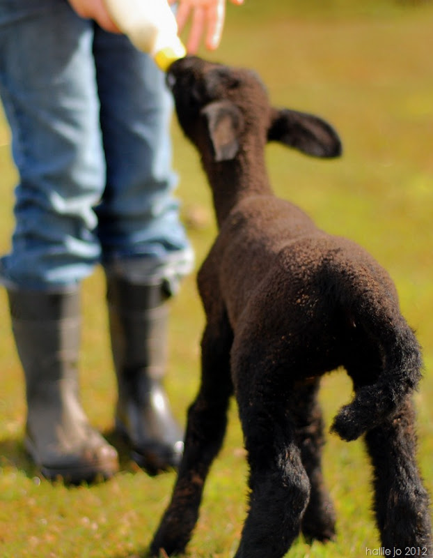 Lamb2 Lamb2