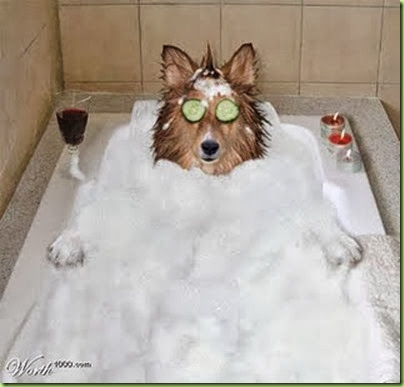 spa_dog