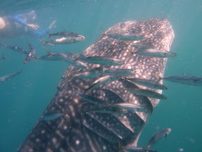 Snorkeling with whale shark