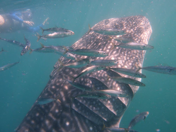 Snorkeling with whale shark